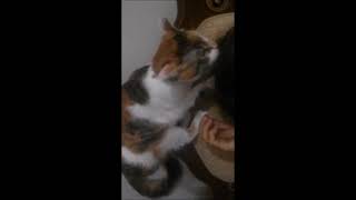 #SHORTS Cute Cat massages with love/ Funny cats