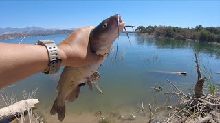 Cachuma lake | Pesca de la orilla bagres y bluegills