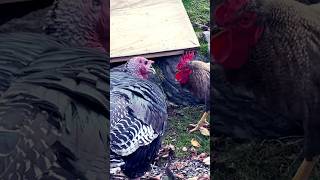 Rooster VS turkey #funny #roosters #turkey #farmanimals #farmlife #backyardanimals #backyardflock