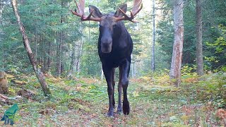 The bull moose of Voyageurs: 2023