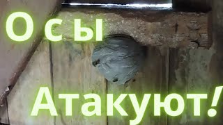 Как поживает потолок? Осы атакуют!