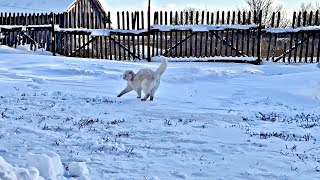 1 минута прогулки глухой кошки Алисы.