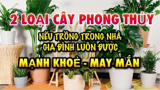 Cây phong thủy chiêu tài lộc tốt nhất - 2 loại cây phong thủy mang lại may mắn