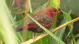 Birding the sub-continent - Grasslands - The last Red Munias of Rajarhat