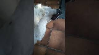 So easy is the morning😴😅👍 #shorts #dogs #goldenretriever #funny #video