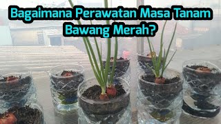 PERAWATAN MASA TANAM BAWANG MERAH SAMPAI PANEN || #2