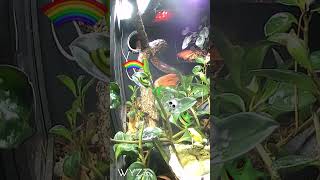 Frog and snake are friends. #rainbowboa #dartfrog #jungle #nature #vivarium #pets #friends #cute