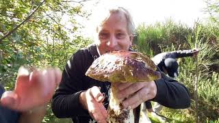 MASSIVE mushroom picking in Wales.