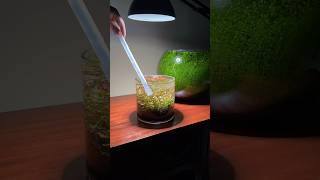 Tiny planted vase aquarium