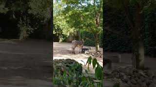 ZEBRA en Lincoln Park Zoo VIAJE A CHICAGO | VIAJAR AUDIOVISORES SHORTS