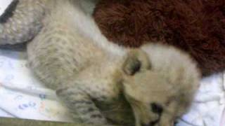 baby cheetah cincy zoo.MOV