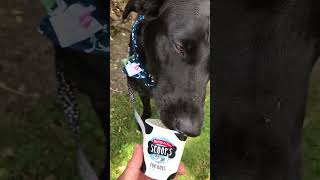 Doggy ice-cream YUM🎉