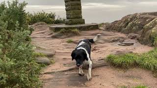 Thurstaston Hill with Stella