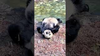 Giant Panda #subscribe #bear #panda