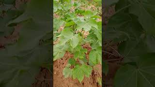 kapash ka podha 🌳🌴🌱🌿☘️#youtube #youtubeshorts #farm #farmer #farming