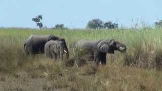 Lebala Camp, Botswana