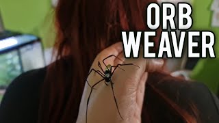 I Have To Move The Golden Orb Weaver (Trichonephila inaurata madagascariensis)