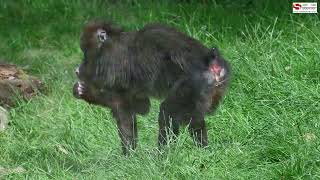 Tierwelt Herberstein, Steiermark, Juni 2024