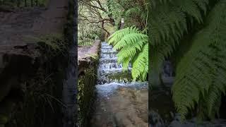 25 Fontes Waterfall Levada Hike - Madeira #hiking #waterfall #madeira