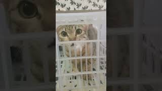 Cute cat video#trendingshorts#ytshorts #shorts