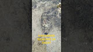 KAKAIBANG NILALANG SA DAGAT