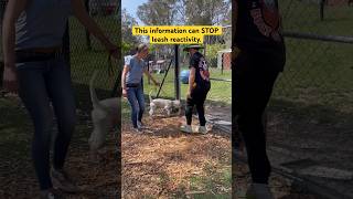 Leash aggressive dog meets another dog #shorts #dogtraining