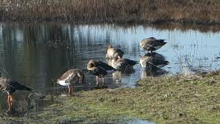 Cosumnes Preserve Birds