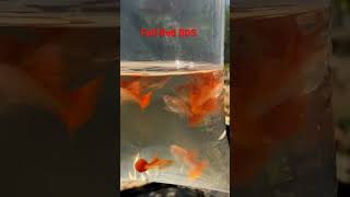 Albino Full Red Guppies Breeding