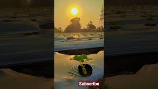 morning view || morning vlog ||cucumber farming|| kakde lagvad #shorts #viral #trending #farm #reels