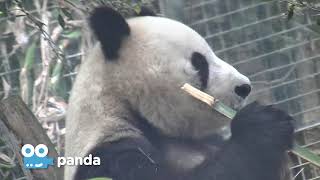 Zoo Cam - Panda Cam Episode 2