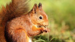 Red squirrels, Wildlife at Eskrigg Reserve, Lockerbie, Scotland