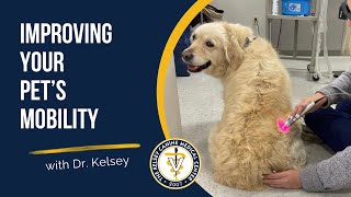 Improving Your Pet's Mobility