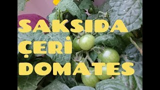 SAKSIDA ÇERİ DOMATES YETİŞTİRME | SAKSIM BAHÇEM