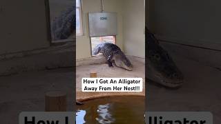 How I Got An Alligator Away From Her Nest!!! 😱🐊 #shorts #alligator