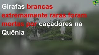 Girafas brancas extremamente raras foram mortas por caçadores na Quênia