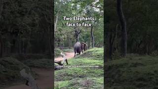 Two elephants face to face | Jab do hathi huye aamne samne | दो हाथी हुए आमने सामने #shorts #viral