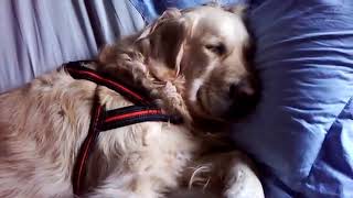 Sleepy Golden Retriever. #dog #goldenretriever #dogs #sleepy #lol #sleepydog