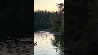 Eagle Steals Fish #angler #pike #bassfishing #bigpike #fishing #nature #sportfishing #bass #fish