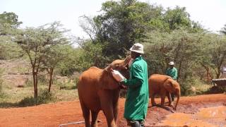 15 01 2017 Nairobi national park elephant 4