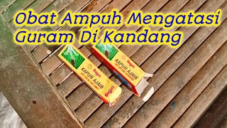 Obat ampuh basmi Guram di Kandang