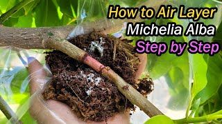 How to Air Layer Michelia Alba (White Chamaca) Step by Step | Magnolia Alba Propagation (白兰空中压条繁殖)