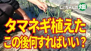 玉ねぎ植え付けた、この後何をすればいいのか、ビギナーさんのための要点だけのタマネギ栽培ガイド。10/31