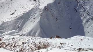 KIBBER SPITI VALLEY