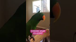 Hilarious Parrots Making Fun Sounds Caught on Camera | #funnyparrots #LaughWithParrots