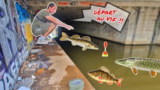 Ce vieux TUNNEL sombre cache des poissons FÉROCES ! Pêche au vif #35