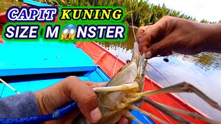 BESAR & KUAT !!! TARIKAN PADU CAPIT KUNING MONSTER KALIMANTAN