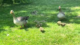 Four free goose chicks caught on camera - Bologna 2024 may 12 maggio - quattro pulcini di oca