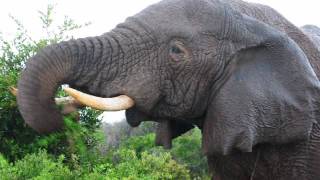 Elefante en el Addo Elephant National Park (Sudafrica)