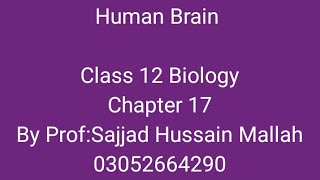 Human brain structure and function class 12 Biology Chapter 17 in sindhi