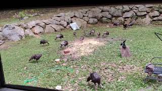 Flock of Turkeys in my backyard up here on Black Bear Hill